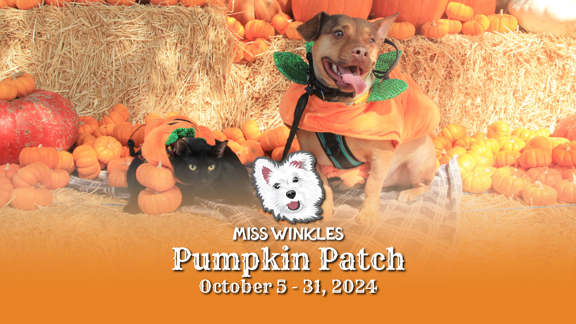 dog and cat sitting on hay bale in pumpkin patch