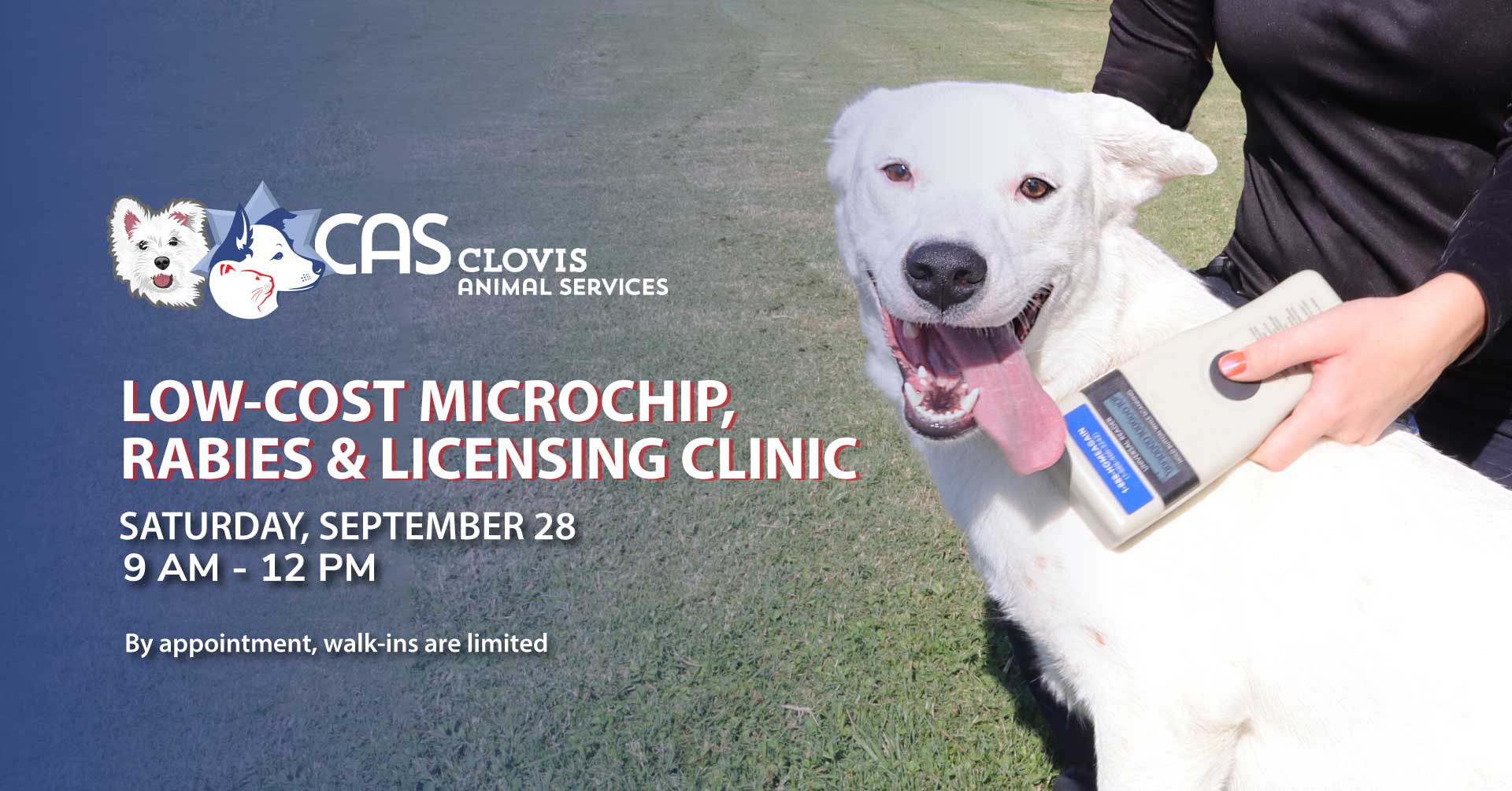 dog being scanned for microchip