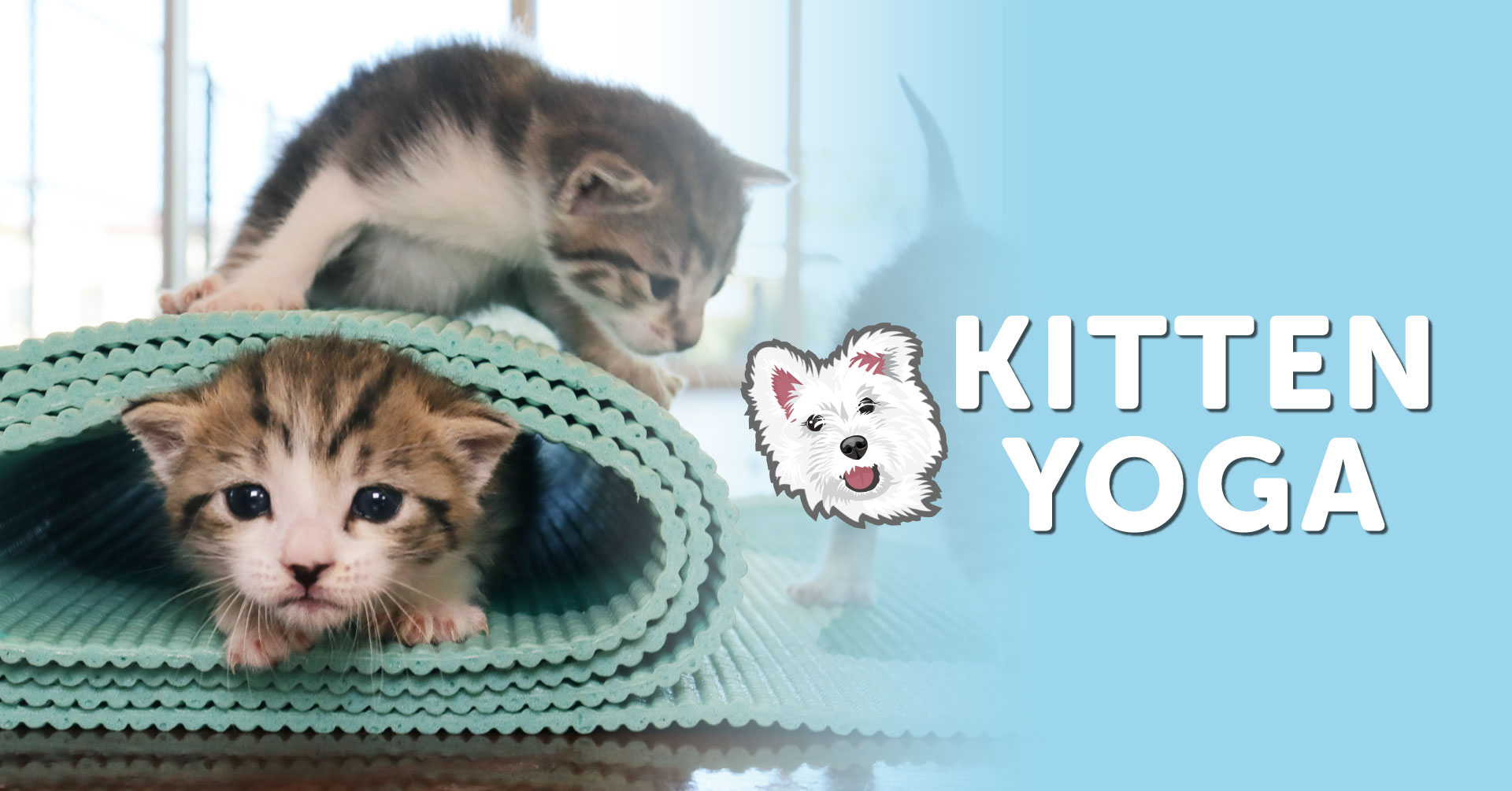 kittens sitting inside and on top of a rolled yoga mat