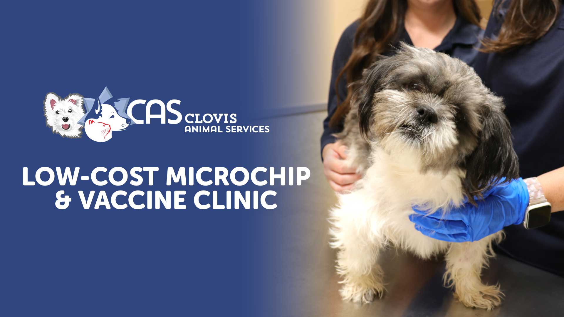 dog being held by a person